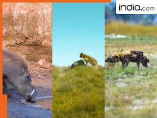 पहले मगरमच्छ से बचा सुअर, फिर शेर से, आखिर में लकड़बग्घे से हुआ सामना और फिर जो हुआ | देखें Video