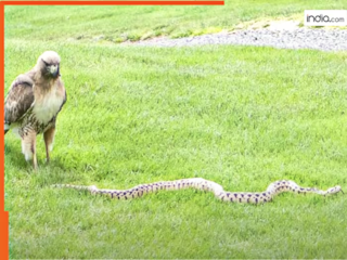 Baaz Aur Sanp Ka Video: सांप को दबोचने आसमान से उतर आया बाज, फिर जो दिखा हिल ही जाएंगे | देखें वीडियो