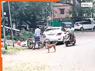 Dog Viral Video: गुस्से में पूरी गैंग बुला लाया ये डॉगी, फिर शख्स के साथ जो किया यकीन ना करेंगे | देखें वीडियो