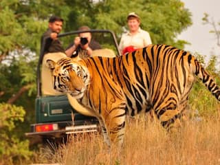 Top 5 National Parks Around Bhopal For Wildlife Safaris