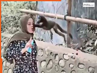 Bandar Ka Video: बंदर के सामने मस्ती कर रही थी लड़की, फिर जो हुआ हंसी नहीं रुकेगी | देखें वीडियो