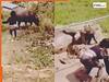 Ladki Ka Video: 'गई भैंस पानी में' कहावत तो खूब सुनी होगी, आज अपनी आंखों से देख लो | देखिए वीडियो
