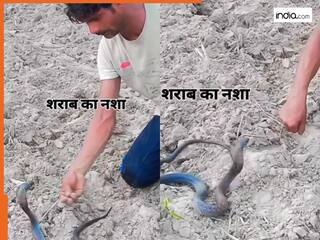 Sanp Ka Video: नशा चढ़ते ही कोबरा के पास पहुंच गया शख्स, खुद के ही हाथ पर लगा डसवाने | देखें वीडियो