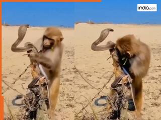 Bandar Aur Saanp Ka Video: रेगिस्तान की तपती रेत में फंसा हुआ था सांप, किंग कोबरा की जान बचाकर बंदर ने जीता सभी का दिल | देखें वीडियो