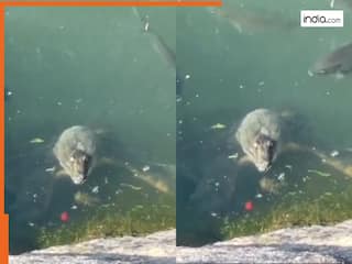 Viral Video Today: नदी से झांकता दिखा विचित्र जीव, पलकें झपकाकर किया कुछ ऐसा हिल गए लोग | देखें वीडियो