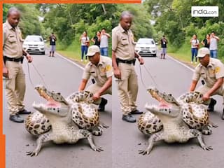 Magarmach Ka Video: पानी से बाहर निकलते ही मगरमच्छ पर टूट पड़ा अजगर, फिर ऐसा मरोड़ा बेचारे की चीख निकल गई | देखें वीडियो