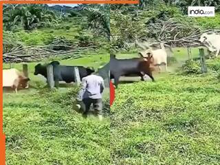 Wild Animal Video: दो सांडों की लड़ाई में कूद गया तीसरा सांड, फिर जो हो गया शायद ही देखा हो कभी | देखें वीडियो