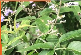 साइटिका हो या स्लिप डिस्क, हर दर्द में रामबाण है निर्गुंडी बूटी, जानें अन्य फायदे