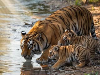 5 Ultimate Wildlife Safari Experiences Near Raipur