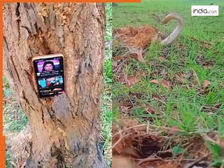 india.com top news