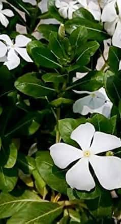 इस फूल की पत्तियों से कंट्रोल में रहेगा शुगर, सुबह उठकर खाली पेट पीने से मिलेंगे कई फायदे