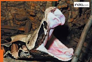 This snake has world's largest fang, it looks like a..., the name is..., not King Cobra or Black Mamba