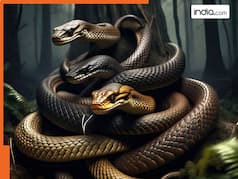 Snake Surprising Facts: कान नहीं होते हैं फिर भी सपेरे की बीन पर कैसे नाचते हैं सांप? सांपों से जुड़ीं ये बातें हैरान कर देंगी आपको