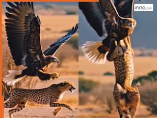 Baaz Ka Video: आसमान से ही चीता को रडार पर ले गया बाज, गर्दन दबोचकर भर दी उड़ान | देखें वीडियो