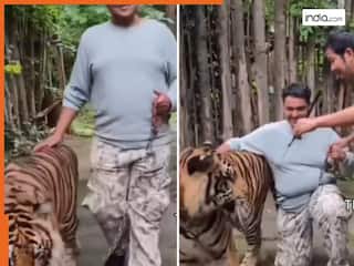 Bagh Ka Video: पालतू समझकर बाघ संग सेल्फी लेने लगा शख्स, तभी जानवर ने ऐसा हाल किया रोंगटे खड़े हो जाएंगे | वीडियो