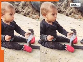 Cobra Ka Video: गजब! कुछ नहीं मिला तो किंग कोबरा को ही खिलौना बना खेलने लगा बच्चा, वायरल वीडियो देख उड़ गए सभी के होश, देखिए