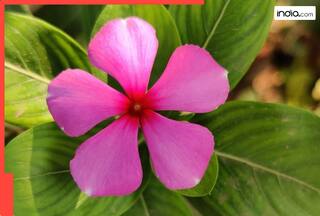 सेहत के लिए बेहद फायदेमंद है सदाबहार का फूल.....हजारों रोगों से देता है छुटकारा