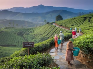 Discover Bengaluru's Most Serene Tea Plantations For A Perfect Getaway