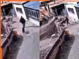 Viral Video Today: गलत आदमी से पंगा ले बैठा डॉगी, भौंकते ही बेचारे की शामत आ गई | देखें वीडियो