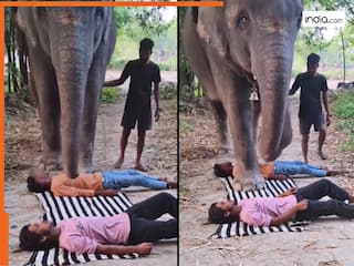 Hathi Ka Video: फेमस होने के लिए हाथी के सामने लेट गए लड़के, आगे जो दिखा हिल ना जाओ तो कहना | देखें वीडियो