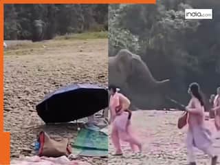 Hathi Ka Video: फैमिली संग पिकनिक मना रहे थे लोग, तभी पीछे से हो गई हाथी की एंट्री, फिर जो हुआ..देखिए वीडियो