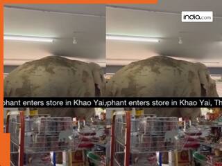 Hathi Ka Video: दुकान में सामान खरीदने आया अनोखा कस्टमर, जाते-जाते चट कर गया 2 बोरी चावल | देखें वीडियो