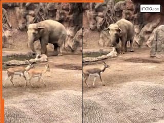 Hathi Ka Video: तालाब में गिरकर छटपटाने लगा हिरण, तभी 'देवदूत' बनकर पहुंचा हाथी और बचा लिया | देखिए