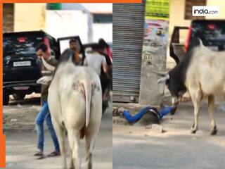 Saand Ka Video: नशे में डूबे शख्स को सांड ने उठाकर नाली में पटका, मगर फिर जो हुआ देखते रह जाएंगे | देखें वीडियो