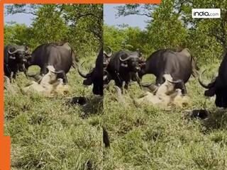 Sher Ka Video: भैंसों के झुंड में बुरा फंस गया जंगल का राजा शेर, फिर अगले पल जो हुआ सपने में भी नहीं सोचा होगा | देखें वीडियो