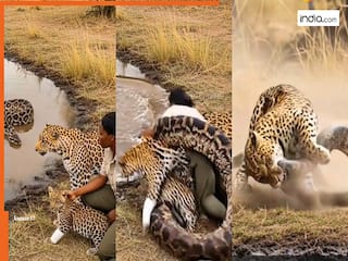 Azgar Ka Video: लड़की और तेंदुए पर एक साथ टूट पड़ा अजगर, हिला कर रख देगा आगे का सीन | देखें वीडियो