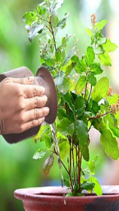 तुलसी में जल चढ़ाते समय मिलाएं ये एक चीज, पैसों से भर जाएगी तिजोरी