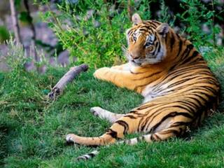 Wildlife Safari 2025: Best Time And Top Parks To Spot Tigers Elephants And More