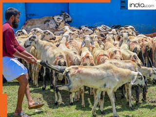 बकरीद पर कुर्बानी दी तो 5 लाख जुर्माना...पाकिस्तान ने अपने ही नागरिकों पर लगाई पाबंदी, लोगों को धमका भी रहे हैं अधिकारी