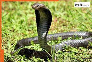 10 deadly king cobras spotted at 9,000 feet near Mount Everest, scientists in shock due to..., Experts call it sign of...