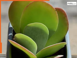 Vastu Shastra: घर की इस दिशा में लगाएं ये पौधा, आर्थिक तंगी होगी दूर, पैसों से भर जाएगी तिजोरी