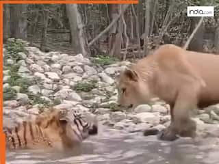 क्या हुआ जब खूंखार शेर के सामने आ गया खतरनाक बाघ, वायरल वीडियो देखकर नहीं होगा यकीन | देखें Video