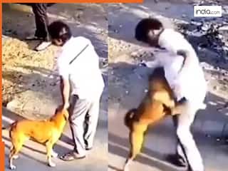 Viral Dog Video: डॉगी को दुलार रहा था शख्स, फिर अचानक जो हुआ उसने लोगों को हिलाकर रख दिया | देखें वीडियो