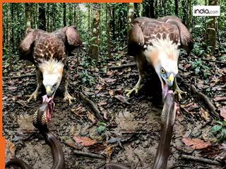 Cobra Aur Baaz Ka Video: शिकार के लिए कोबरा और बाज के बीच हुआ ऐसा घमासान युद्ध, जानलेवा जंग देख हिल जाएगा दिल-दिमाग | देखें वीडियो