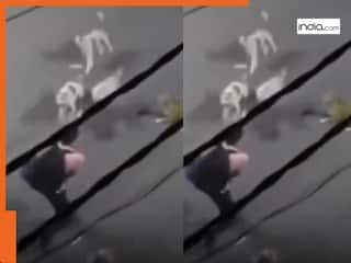 सड़क पर जा रहा था शख्स तभी कुतों ने कर दिया अटैक, फिर उसने किया कुछ ऐसा जिसे देख लोग..'भाई ने क्या दिमाग लगाया है?' | देखें Viral Video