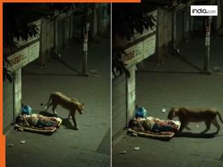 Sherni Ka Video: सड़क किनारे गहरी नींद में सो रहा था शख्स, तभी आ धमकी शेरनी | देखिए वीडियो