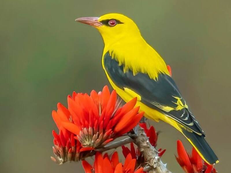 Feels Like A Nature Documentary: 6 Ranchi Spots Every Bird Lover Must Visit