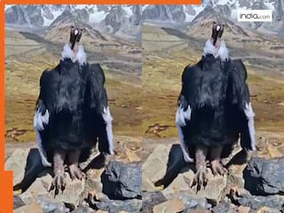Animal Viral Video: सड़क किनारे बैठा मिला विशालकाय गिद्ध, वीडियो देख लोग बोले 'रामायण काल के जटायु वापस आ गए क्या?' | देखें वीडियो