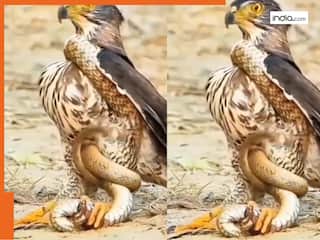 Baaz Ka Video:खुद के ही जाल में फंस गया शिकारी बाज, सांप ने ऐसा लपेटा मारा की बेचारा अंत तक ना उड़ पाया | देखें वीडियो