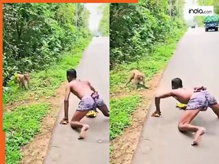 Bandar Ka Video: बंदरों का गुरु निकला ये शख्स! दिखाई ऐसी कलाकारी कांपने लगे सारे बंदर | देखें वीडियो