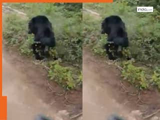 Bhalu Ka Video: साइकिल से जा रहा था शख्स अचानक सामने आ धमका भालू, फिर आगे जो हुआ देख कांप उठे लोग