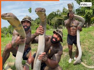 King Cobra Ka Video: सबसे बड़े किंग कोबरा को पुचकारने लगा शख्स, फिर जो दिखा रोंगटे खड़े हो जाएंगे | देखें वीडियो