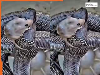 Chuhe Ka Video: कोबरा के फन पर नाचने लगा चूहा, चाहकर भी कुछ ना सका सांप | देखें वीडियो
