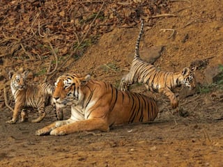 Chasing Waterfalls & Misty Valleys: Nagpur’s Most Scenic Monsoon Road Trips