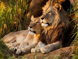 Is This Gujarat’s Wild Side? 7 Jaw-Dropping National Parks Near Vadodara You Need To See