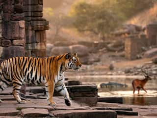 Ranthambore To Tadoba: 7 Tiger Reserves That Should Be On Your Travel Bucket List